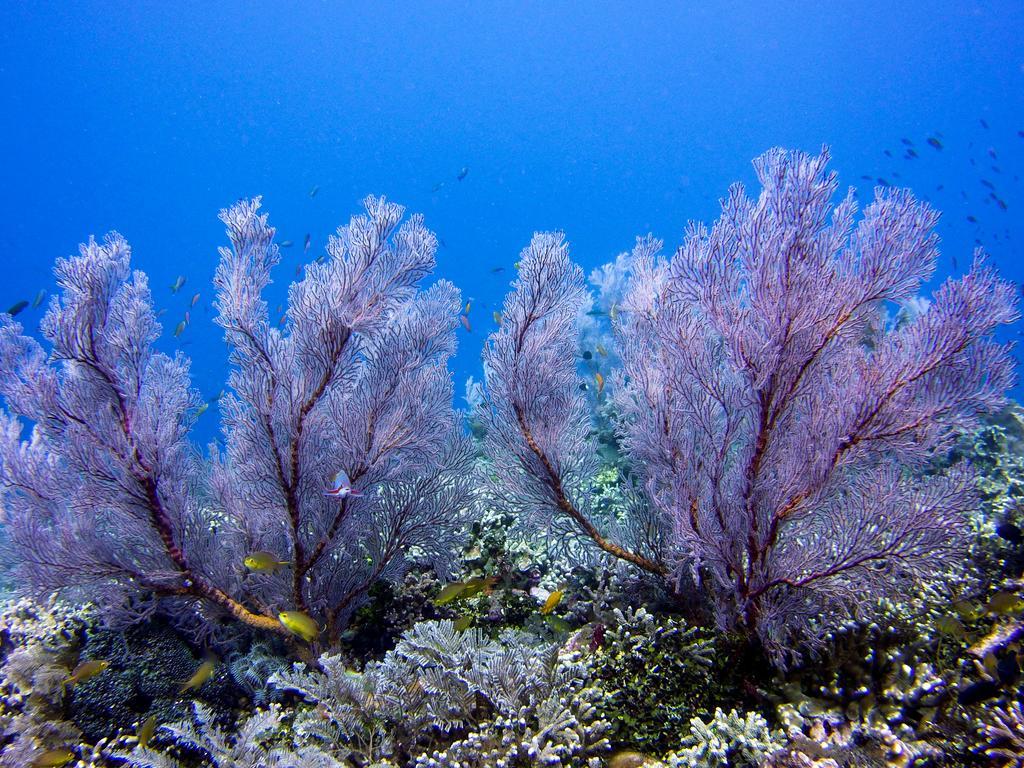 Villa Coral Pemuteran Kültér fotó
