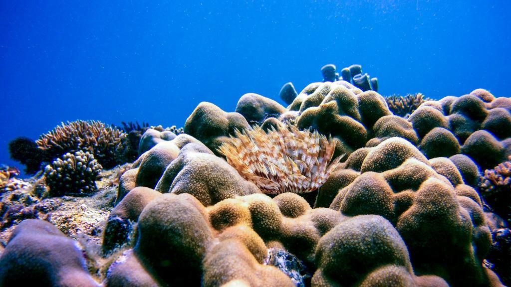 Villa Coral Pemuteran Kültér fotó