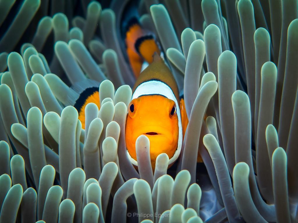Villa Coral Pemuteran Kültér fotó